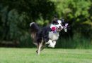 Why Training Your Dog Could be the Best Thing You Can Do