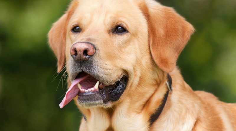 7 Tips for Better Doggie Dental Care