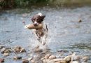 Advanced dog training exercises you should not ignore